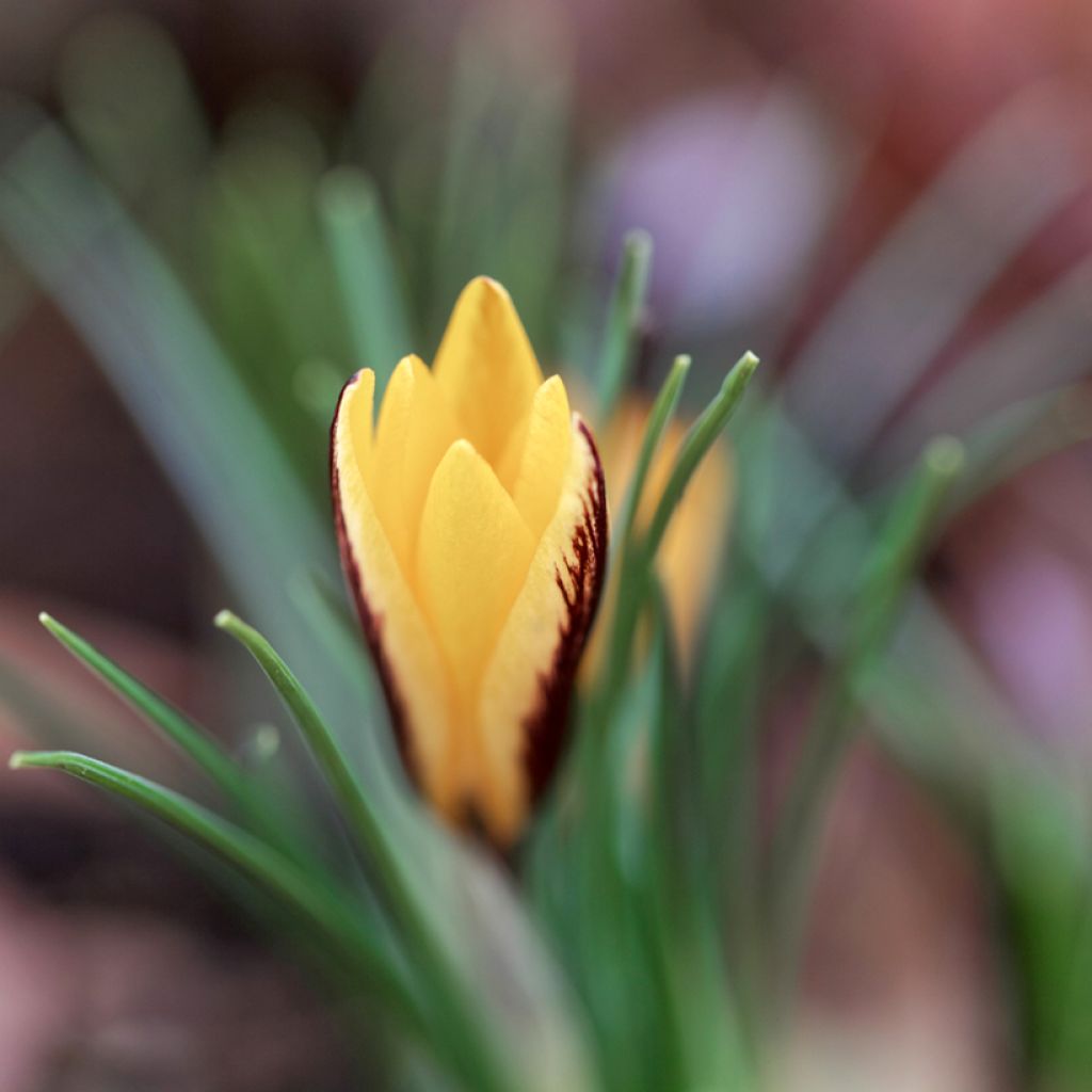 Crocus angustifolius