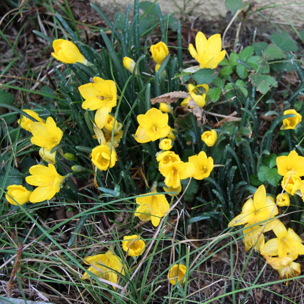 Crocus chrysanthus Advance