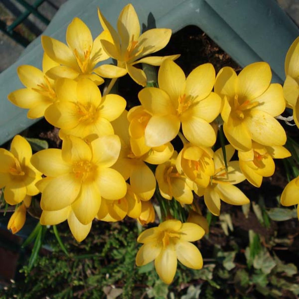 Crocus Ancyrensis