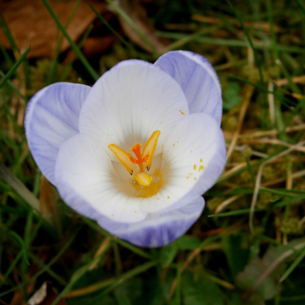 Crocus chrysanthus Blue Marlin