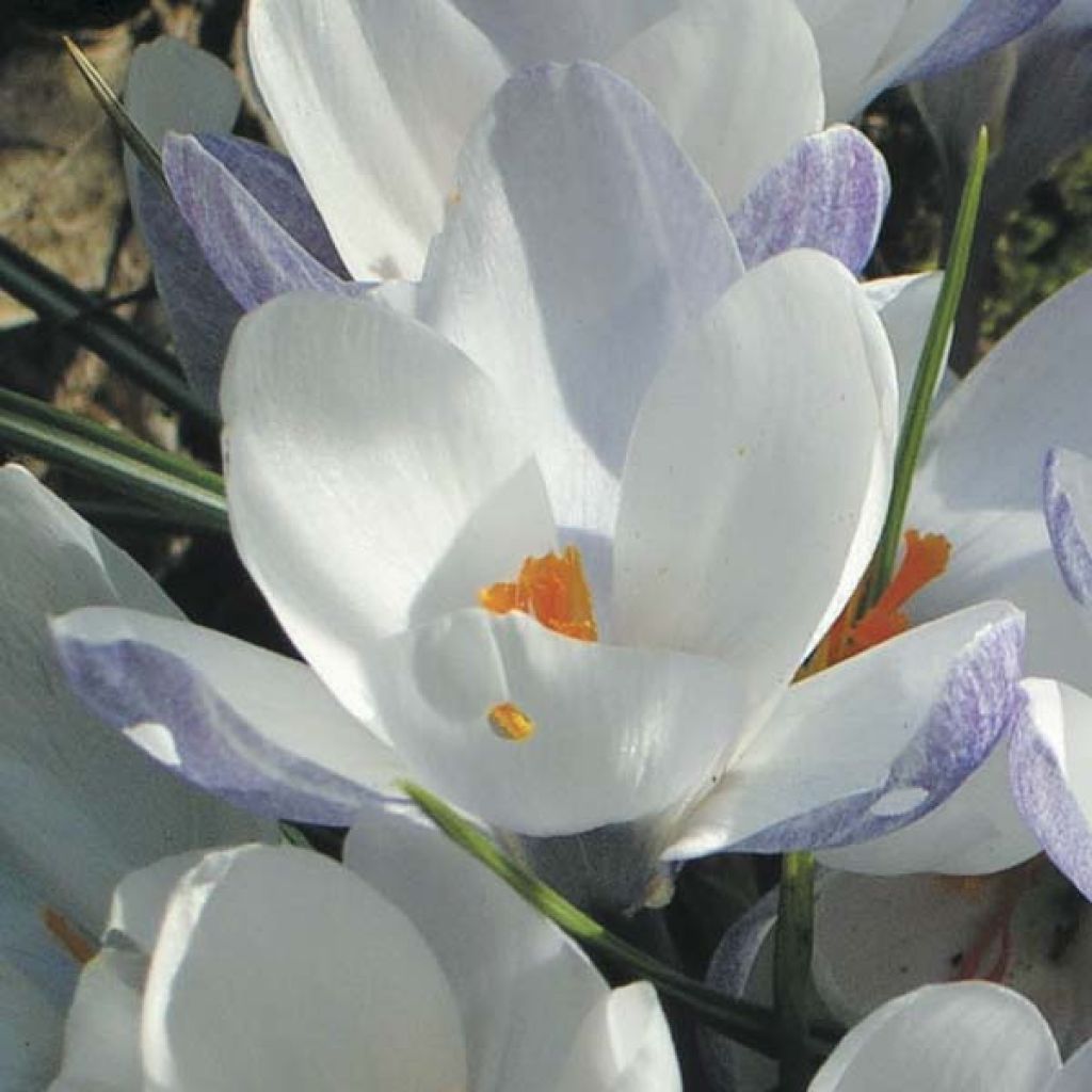 Crocus Chrysanthus Blue Pearl