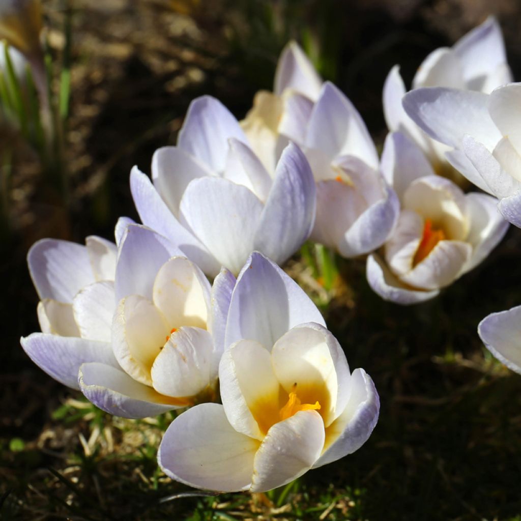 Crocus chrysanthus Blue Pearl