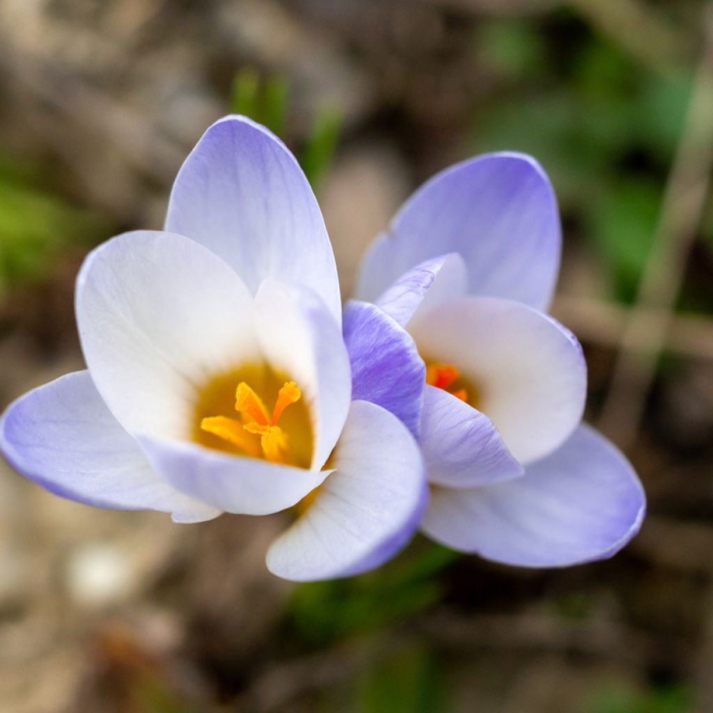 Crocus chrysanthus Blue Pearl