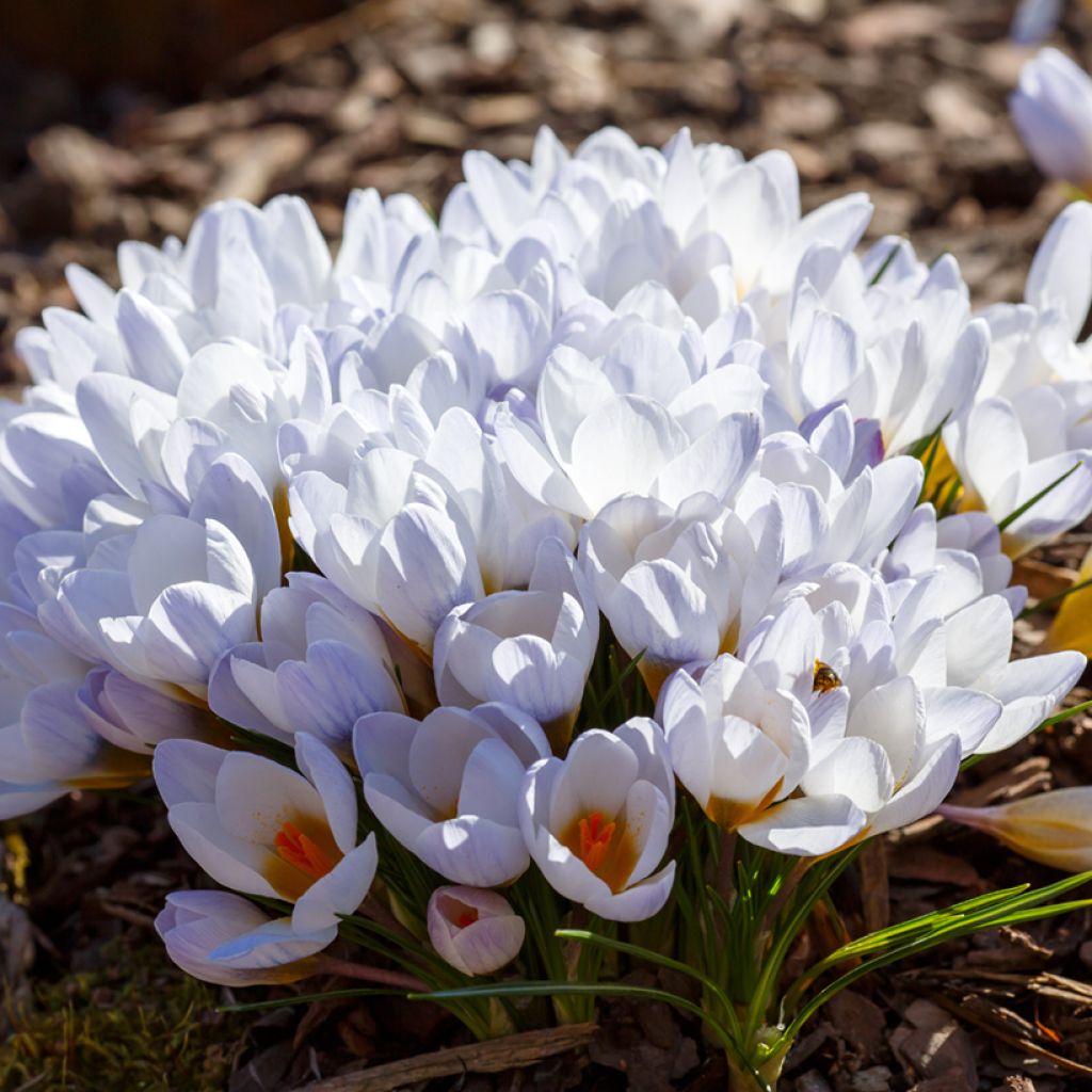 Crocus chrysanthus Blue Pearl