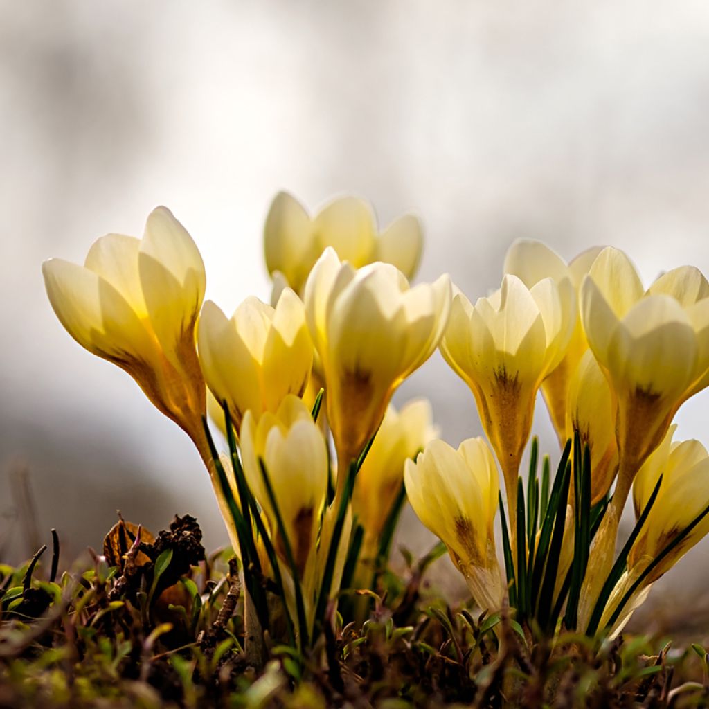 Crocus chrysanthus Cream Beauty