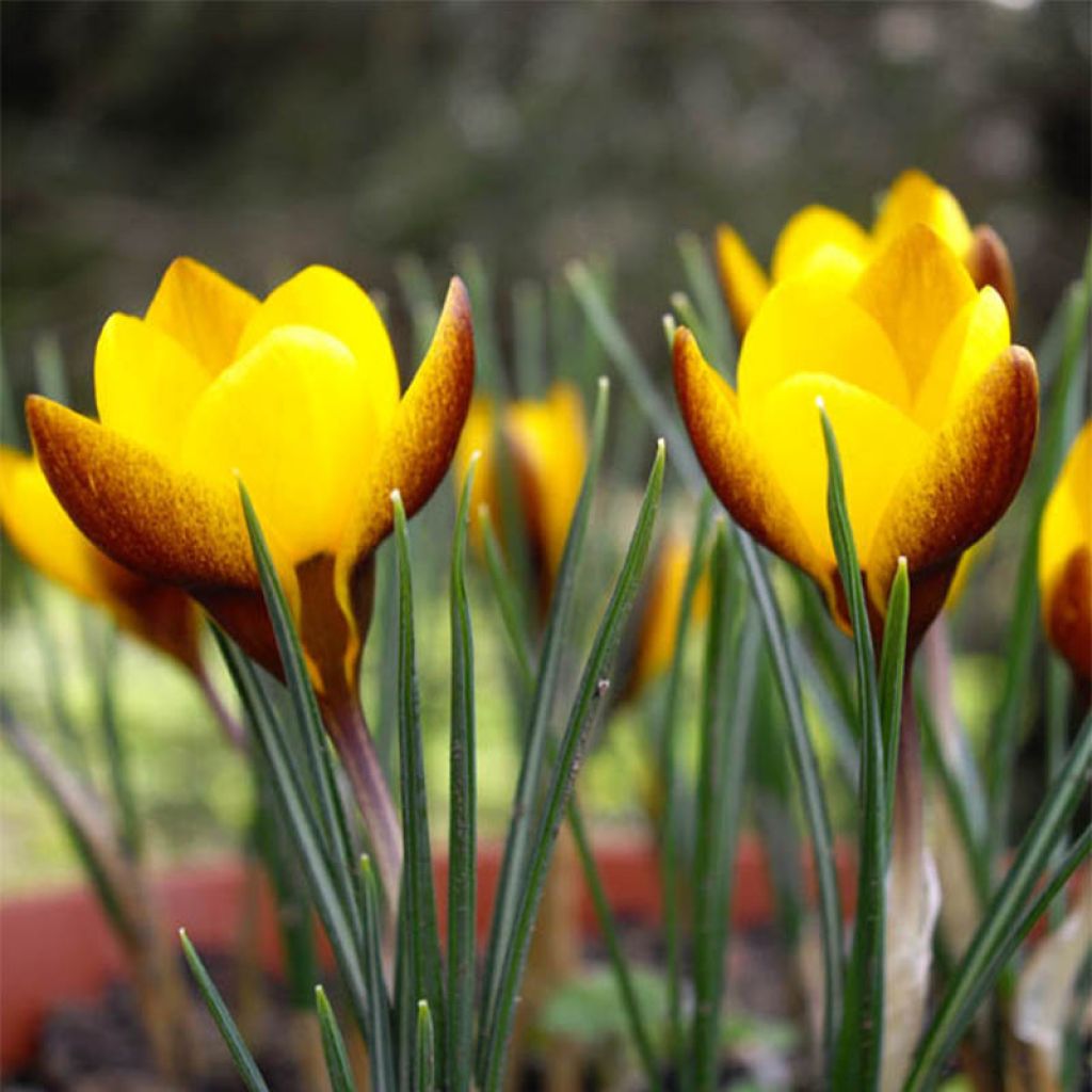 Crocus chrysanthus Zwanenburg Bronze - Crocus doré