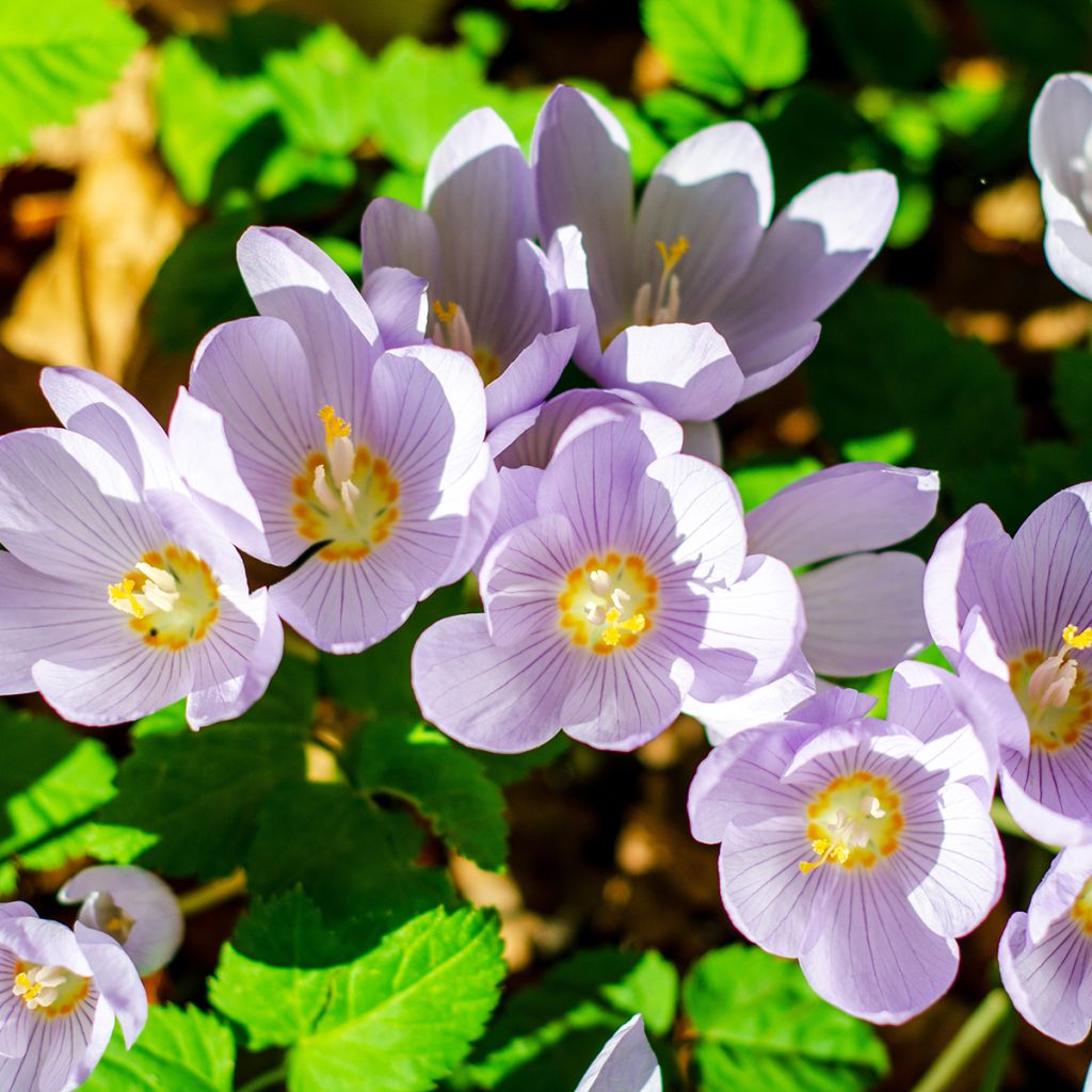 Crocus pulchellus