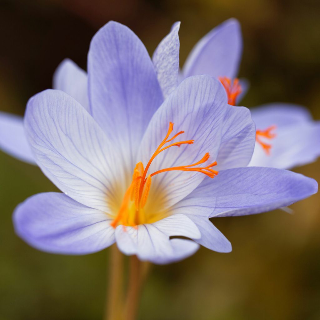 Crocus speciosus Aitchisonii