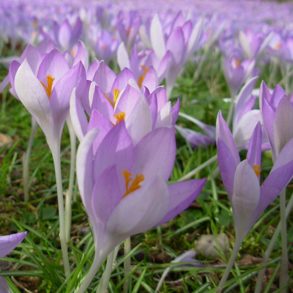 Crocus tommasinianus - Crocus de Thomas