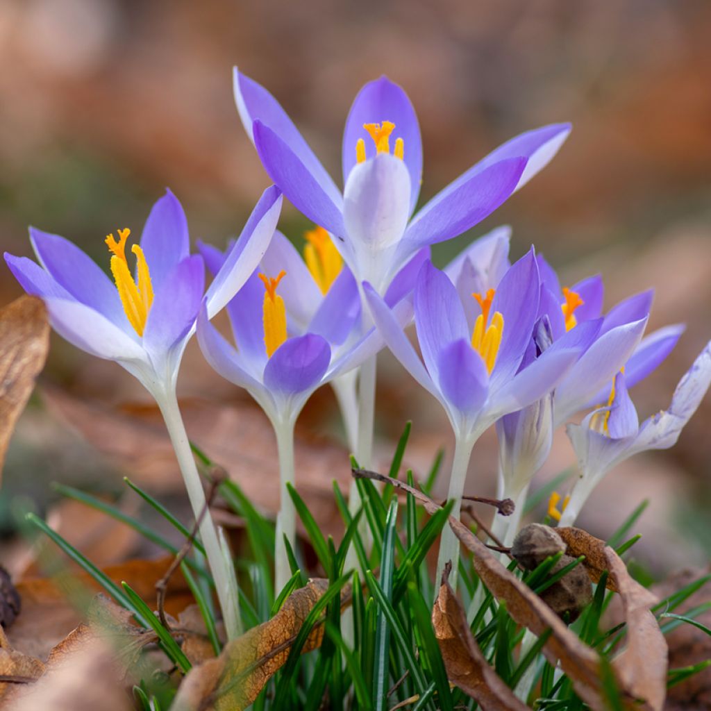 Crocus tommasinianus Lilac Beauty 