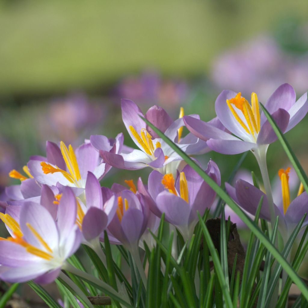 Crocus tommasinianus Lilac Beauty 