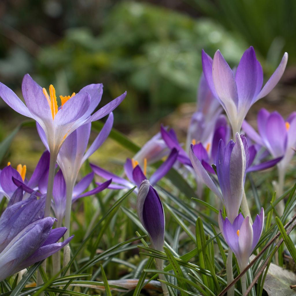 Crocus tommasinianus Lilac Beauty 