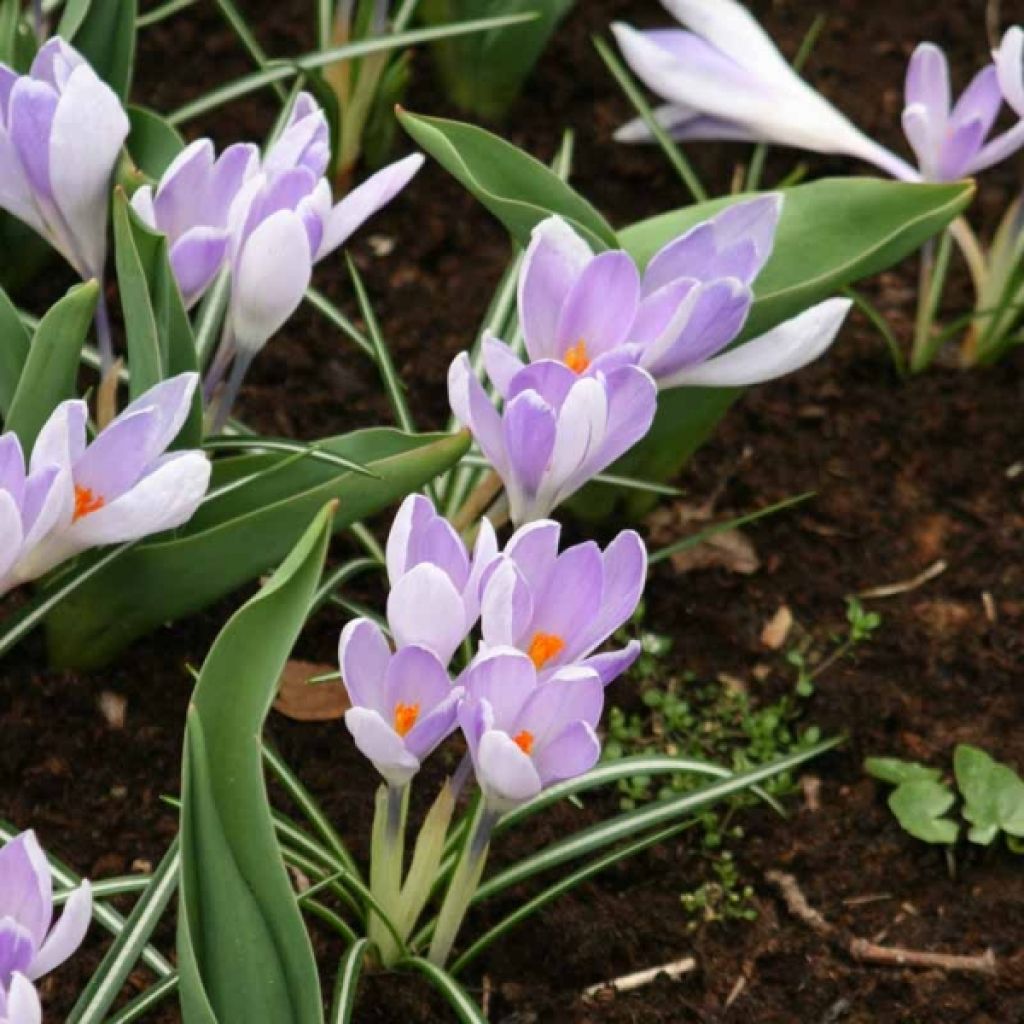 Crocus vernus Vanguard