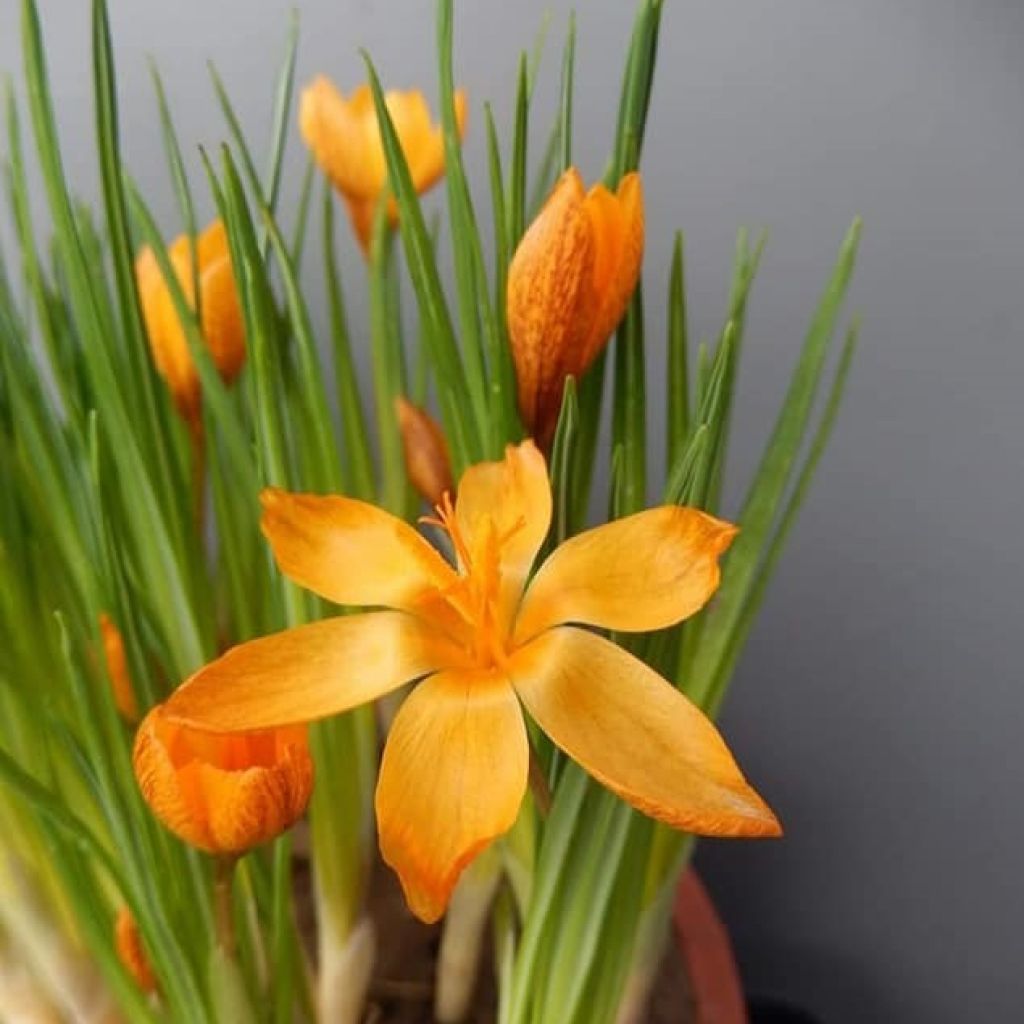 Crocus vitellinus - Crocus botanique