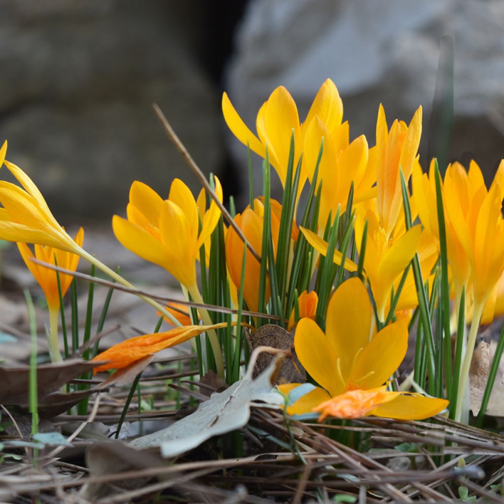 Crocus vitellinus - Crocus botanique