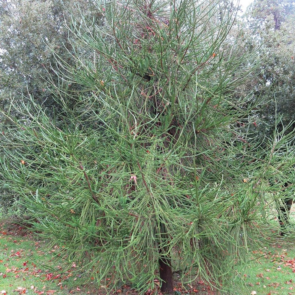 Cèdre du Japon Araucarioides - Cryptomeria japonica