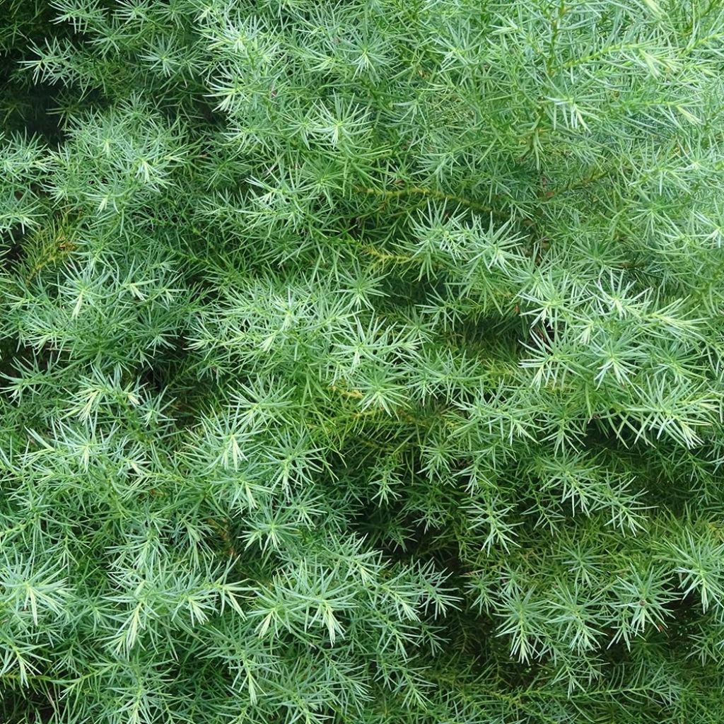 Cèdre du Japon Elegans - Cryptomeria japonica