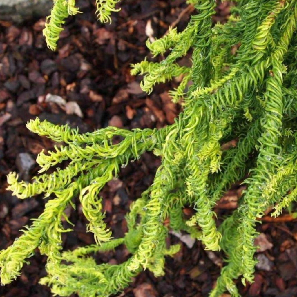 Cryptomeria japonica Kyara Gold - Cedro del Giappone