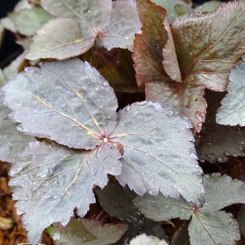 Cryptotaenia japonica purpurea - Persil japonais