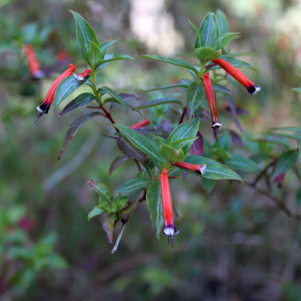 Cuphea ignea Scarlet - Fiore di sigaro