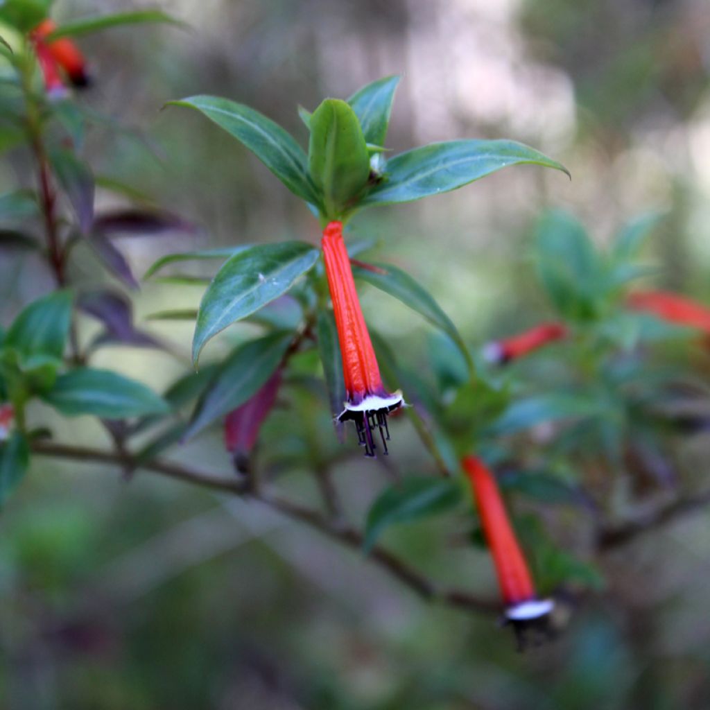 Cuphea ignea Scarlet - Fiore di sigaro