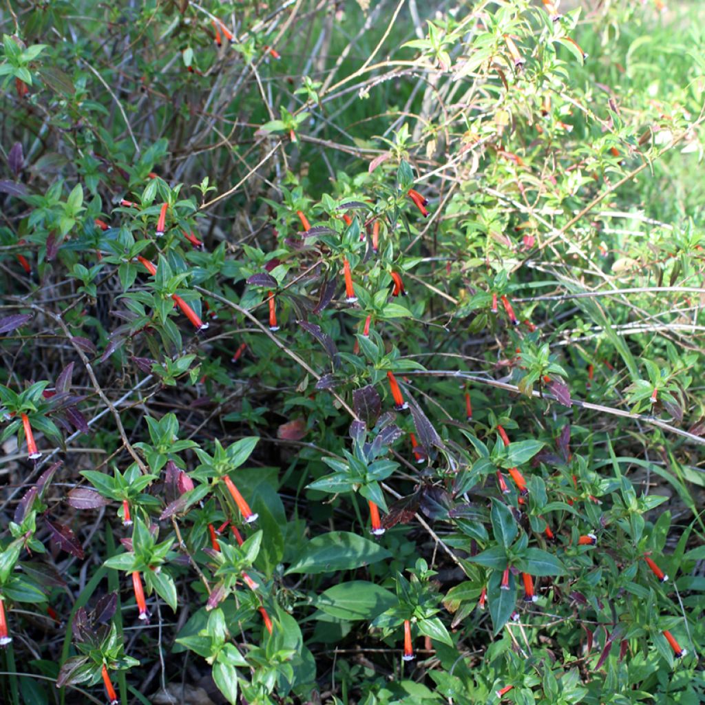 Cuphea ignea Scarlet - Fiore di sigaro