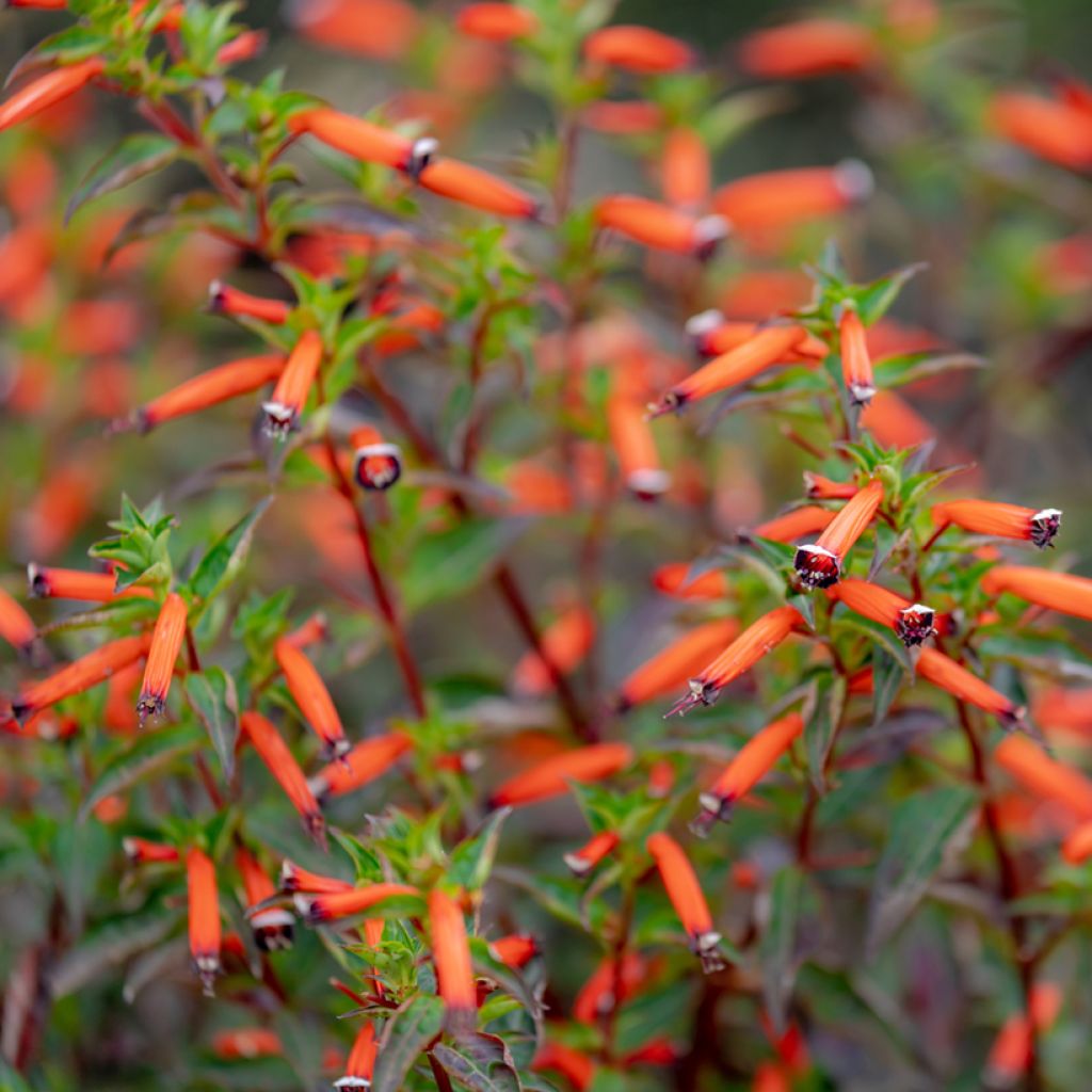 Cuphea ignea Scarlet - Fiore di sigaro