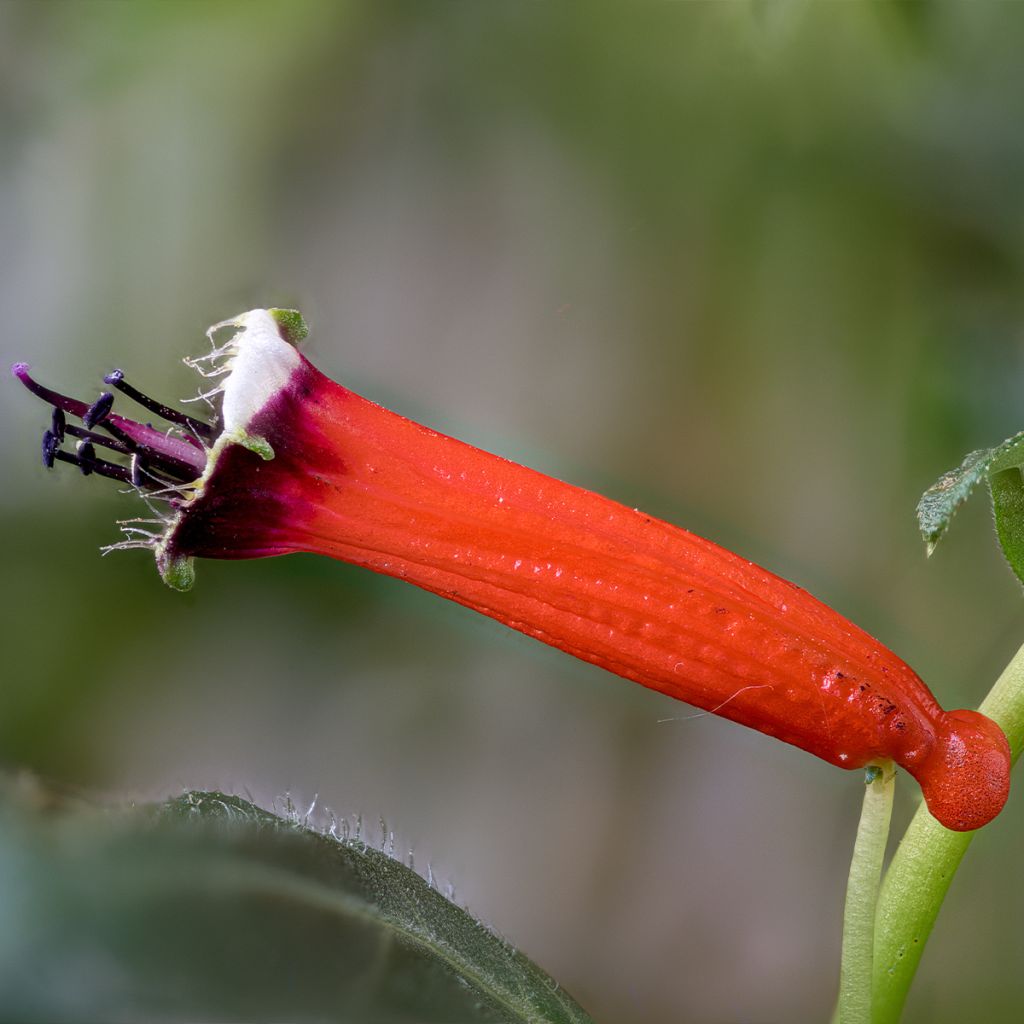 Cuphea ignea Scarlet - Fiore di sigaro