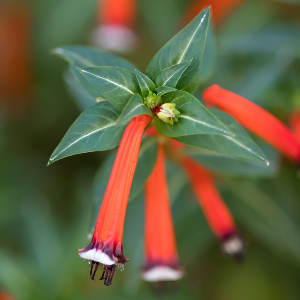 Cuphea ignea Scarlet - Fiore di sigaro