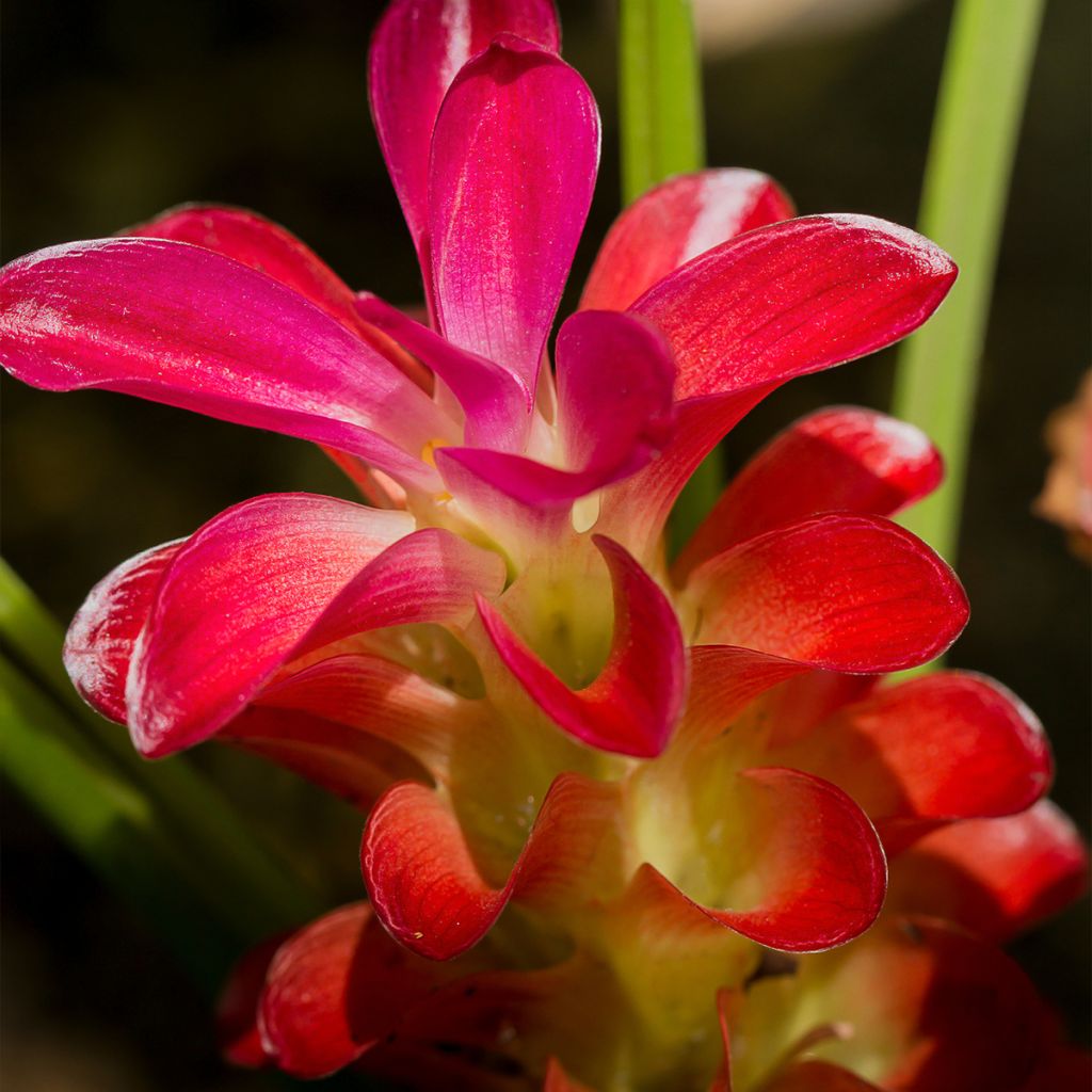 Curcuma alismatifolia Red - Tulipe taïlandaise