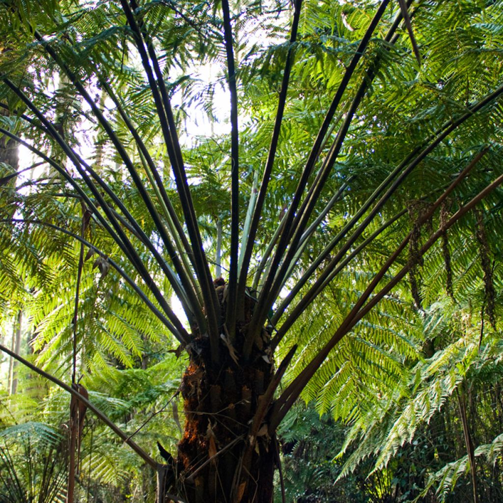 Cyathea australis - Fougère arborescente