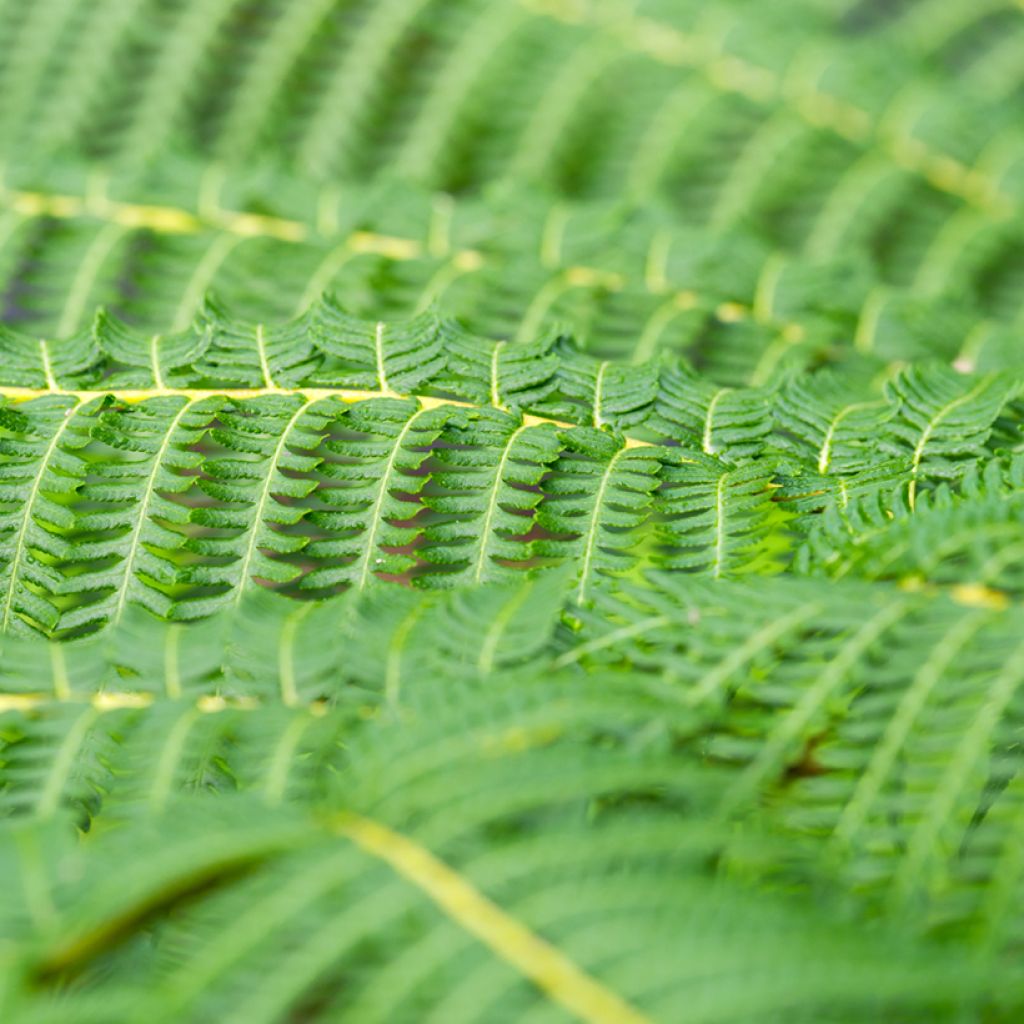 Cyathea australis - Fougère arborescente