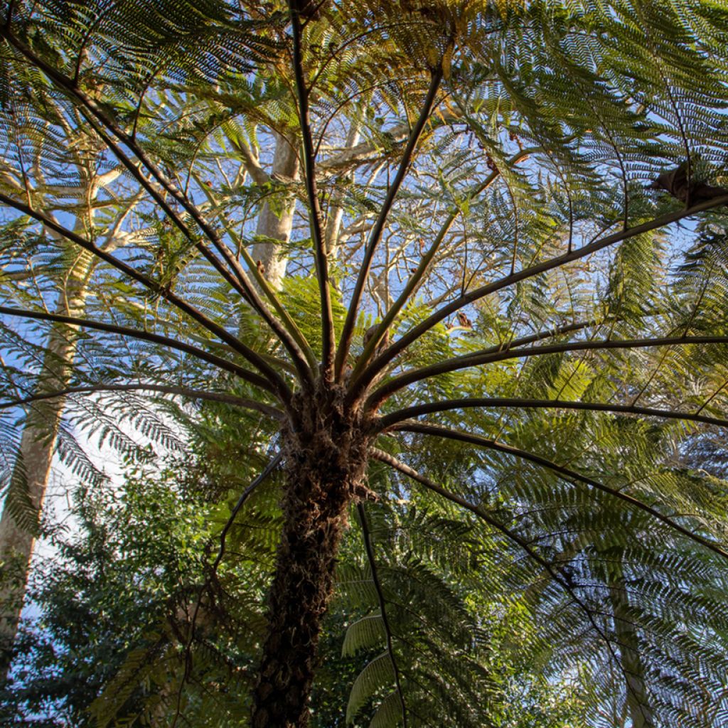 Cyathea brownii - Felce arborea