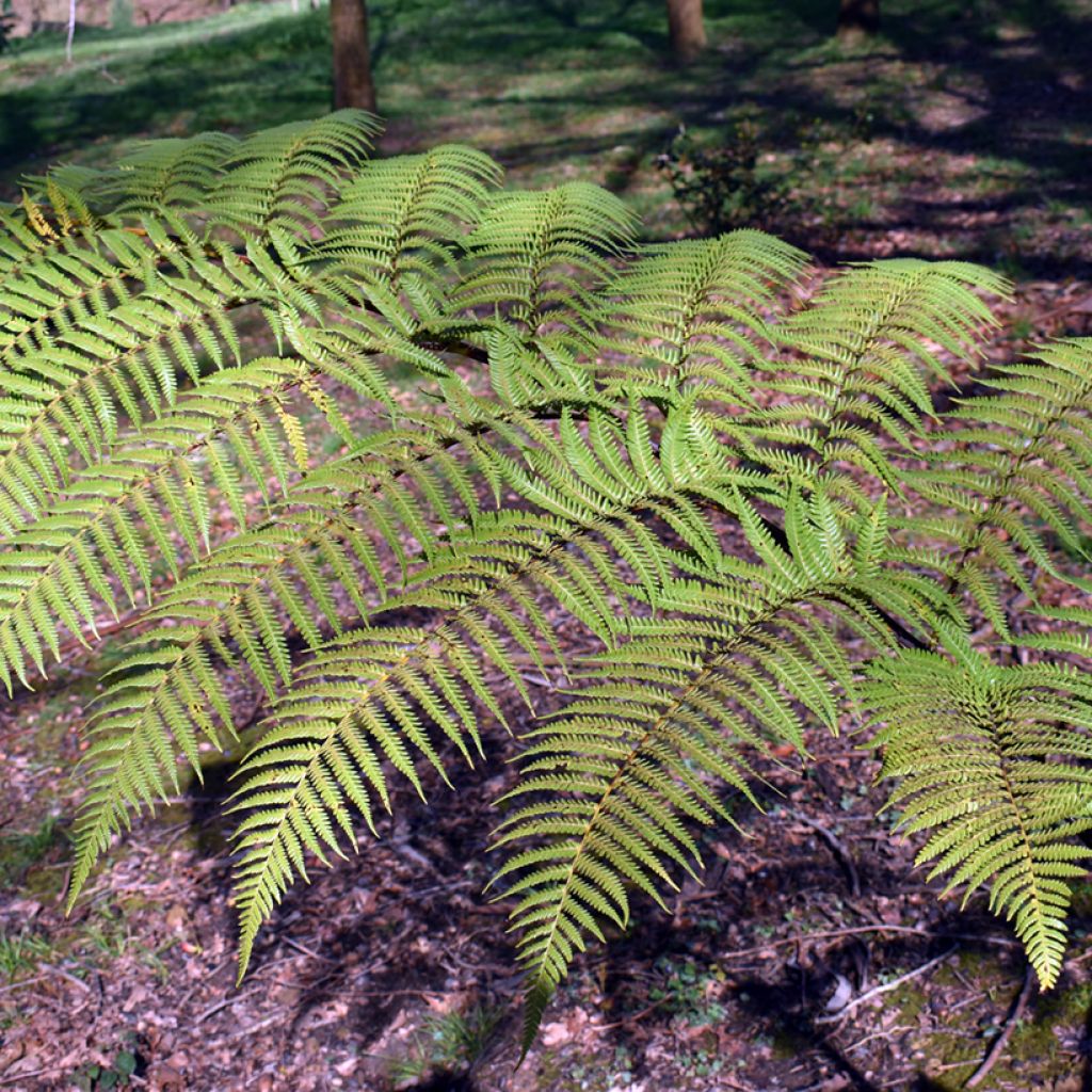 Cyathea brownii - Felce arborea