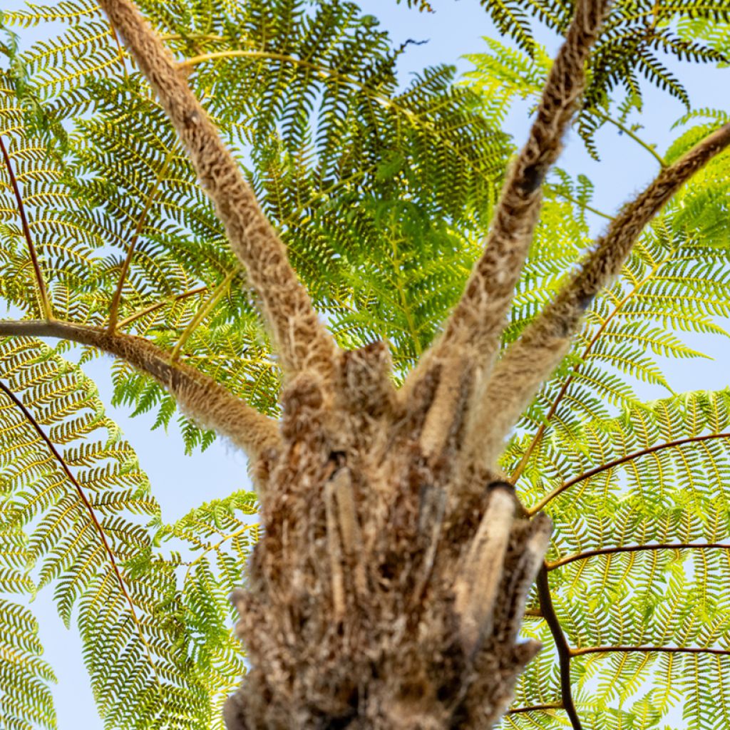 Cyathea brownii - Felce arborea