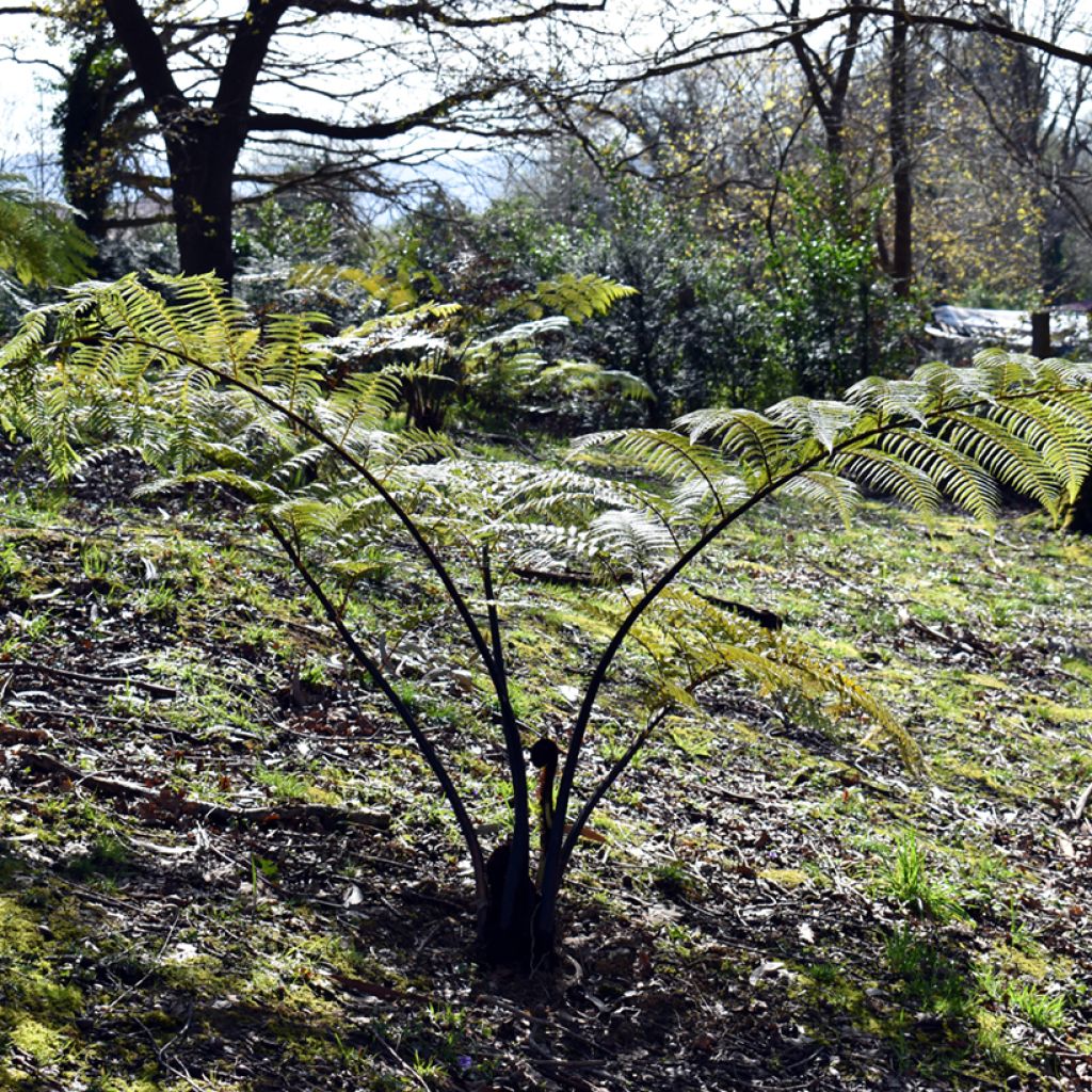 Cyathea brownii - Felce arborea