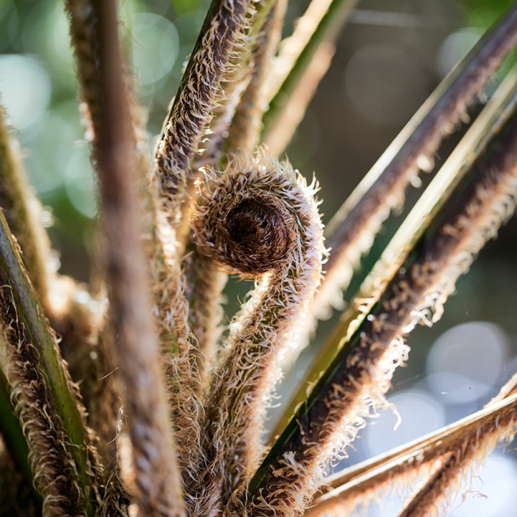 Cyathea felina - Felce arborea