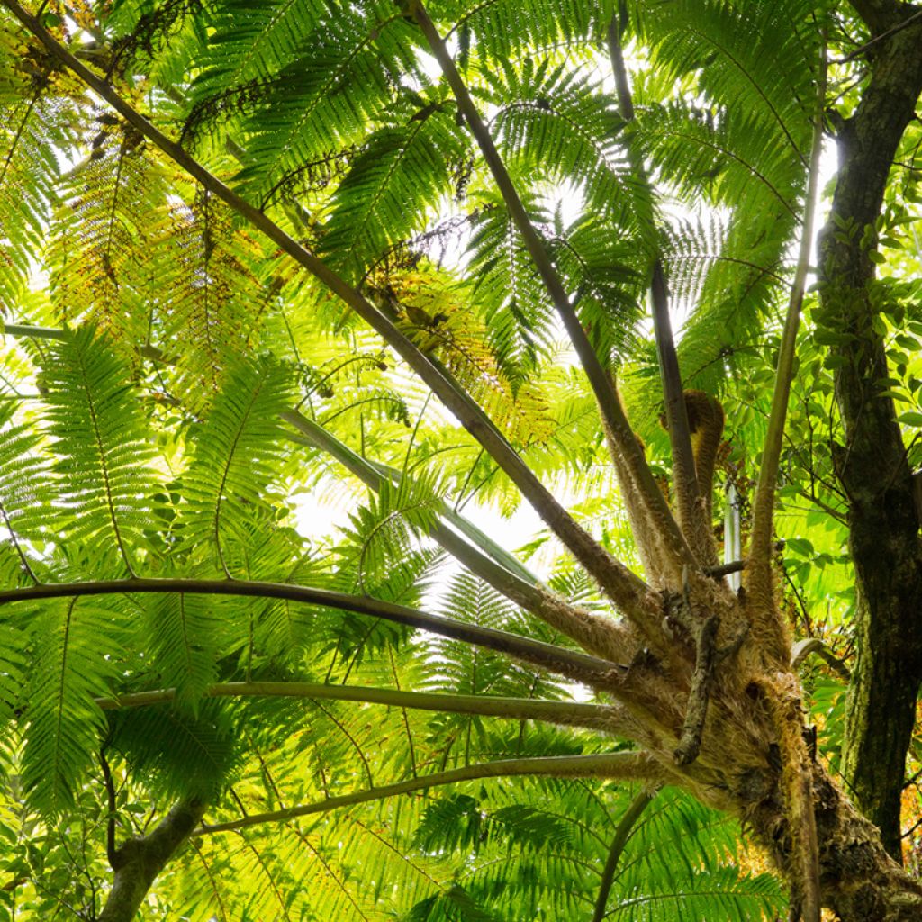 Cyathea felina - Felce arborea