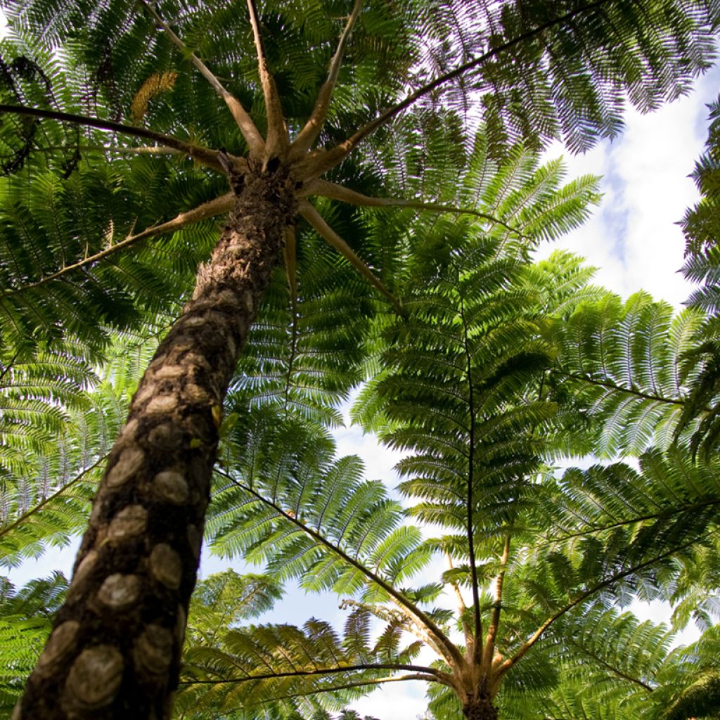 Cyathea lunulata - Felce arborea