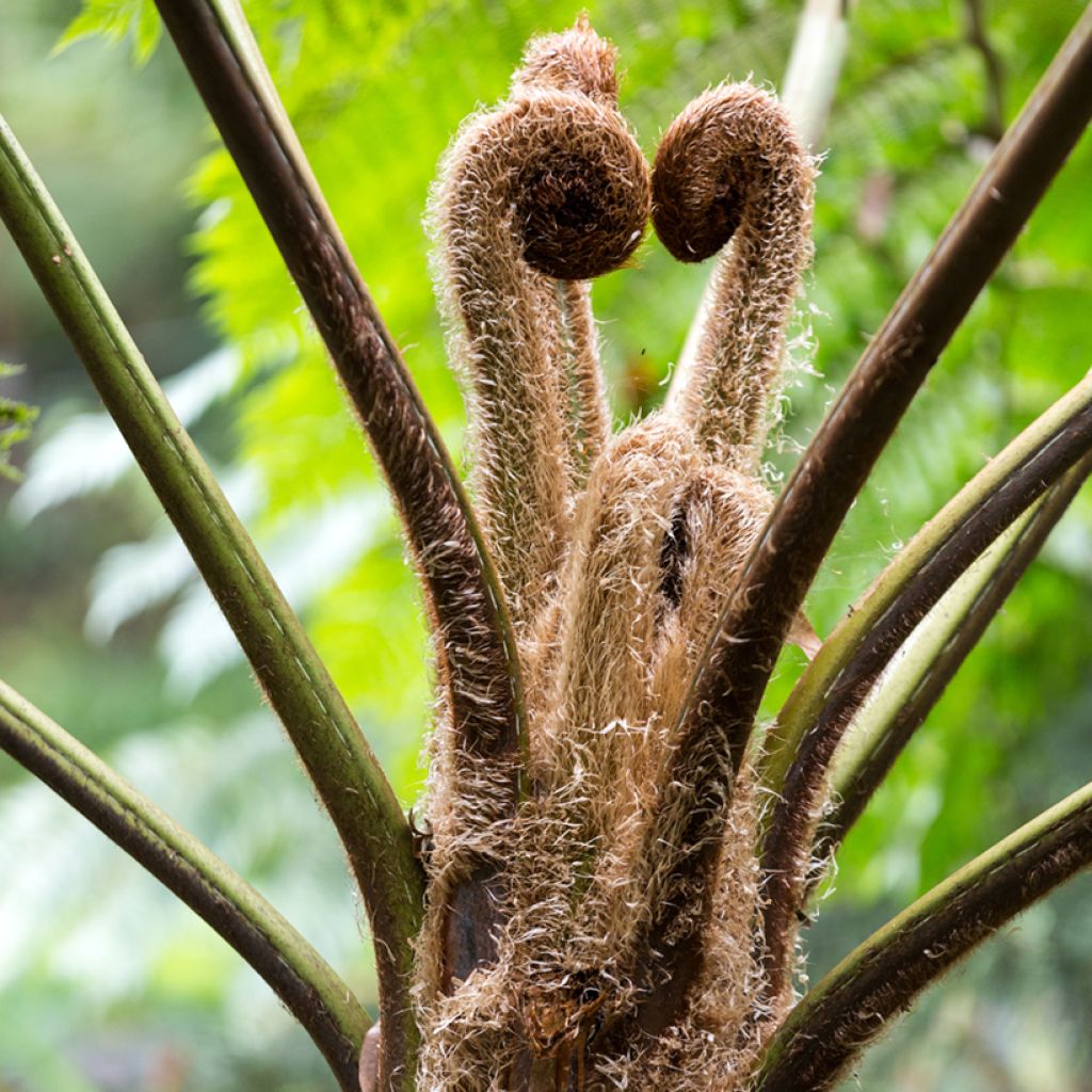 Cyathea lunulata - Felce arborea