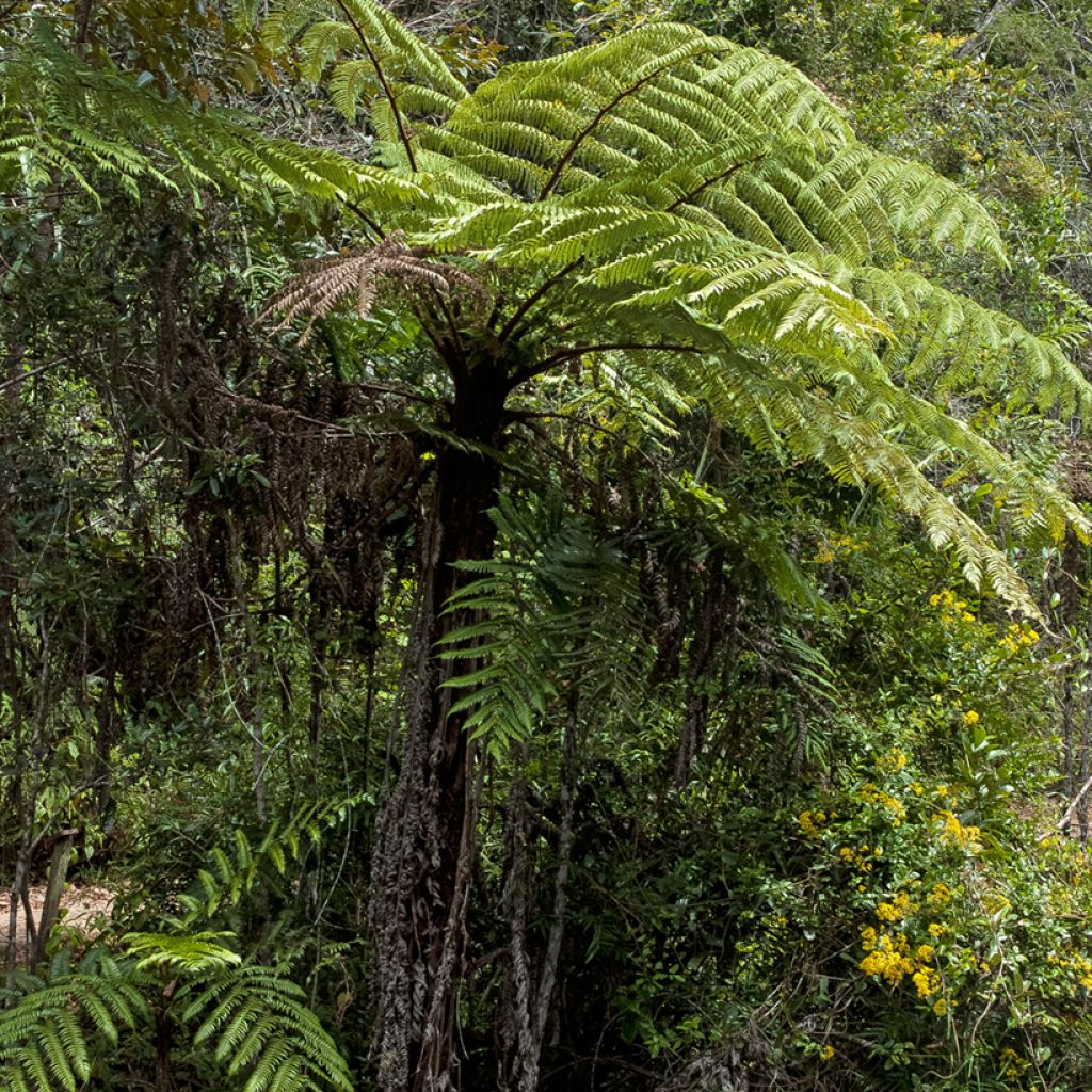 Cyathea lunulata - Felce arborea