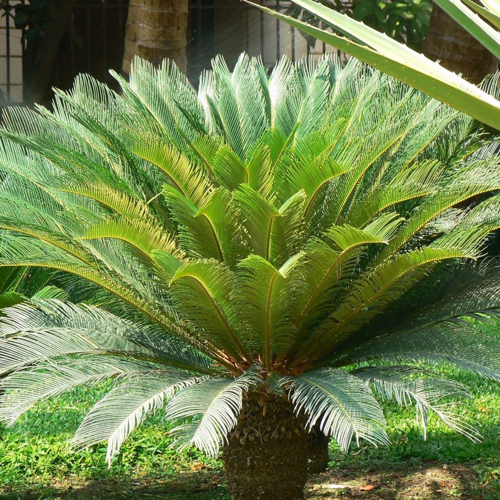 Cycas revoluta - Cycas du Japon