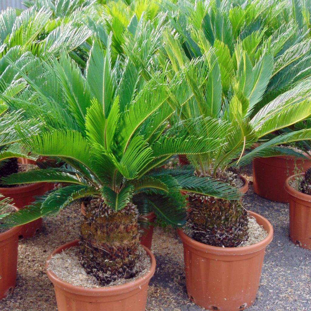 Cycas revoluta - Cycas du Japon