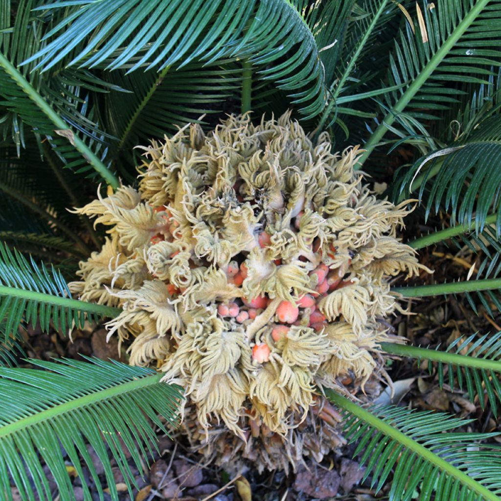 Cycas revoluta - Cycas del Giappone