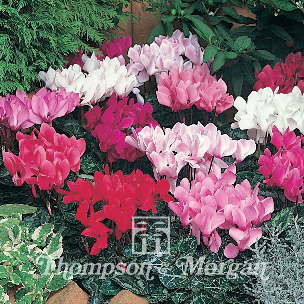 Graines de Cyclamen de Perse Lazer Mixed F1 - Cyclamen persicum grandiflorum Lazer Mixed F1