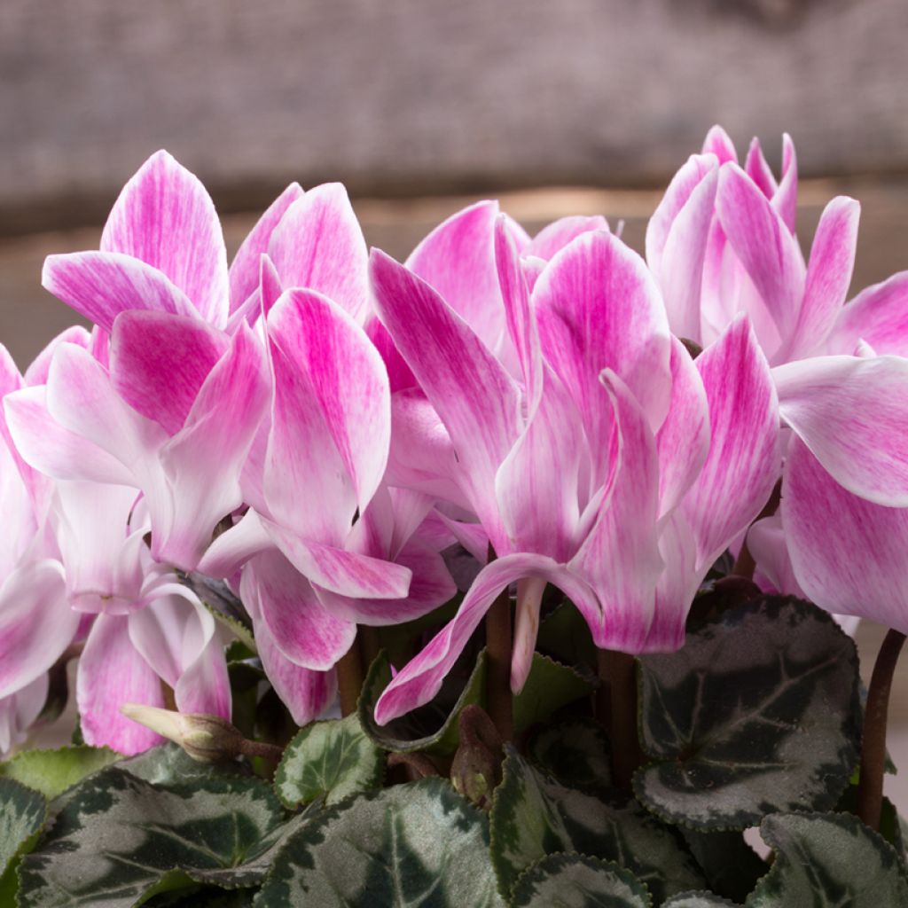 Cyclamen Mini Crayon - Cyclamen hybride F1