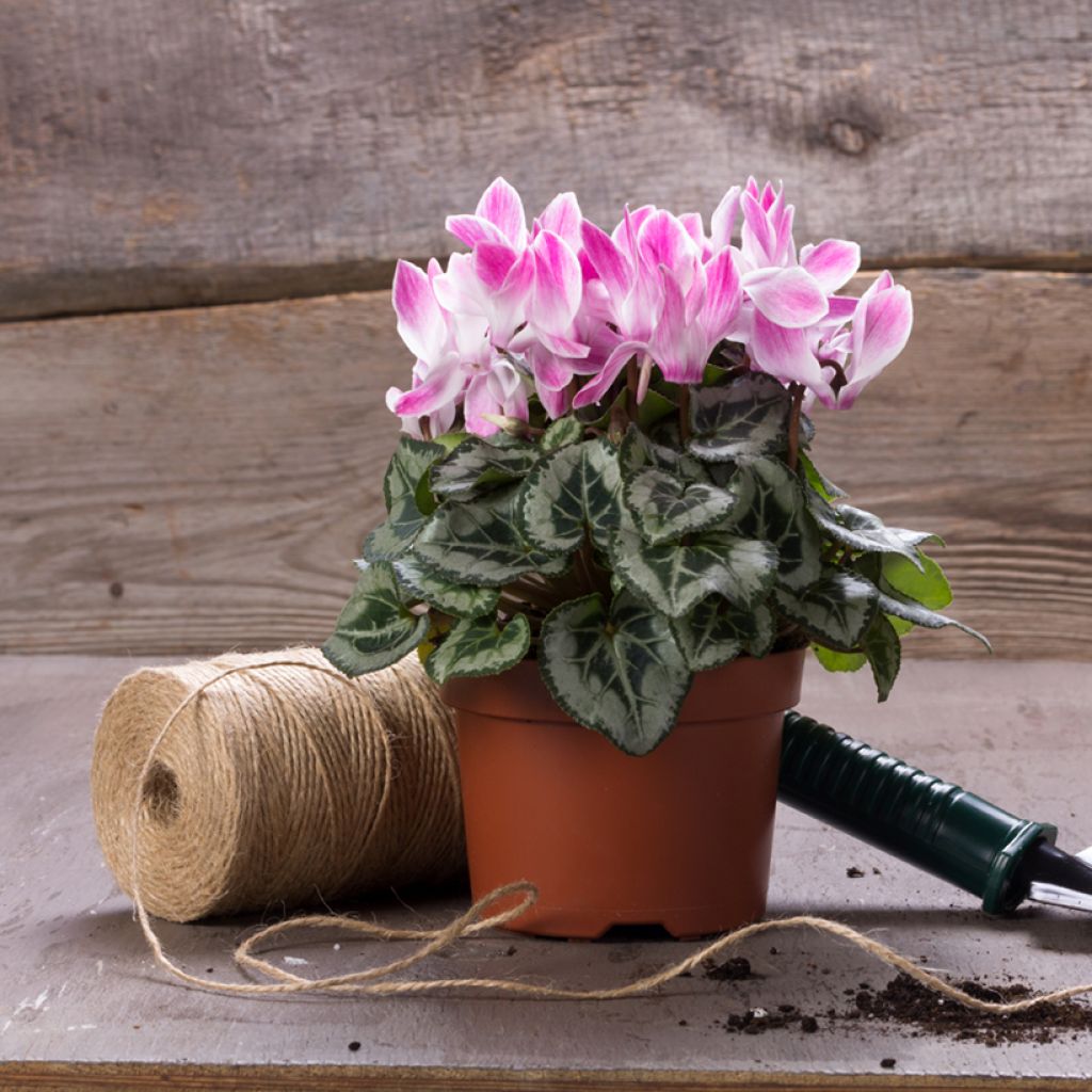 Cyclamen Mini Crayon - Cyclamen hybride F1