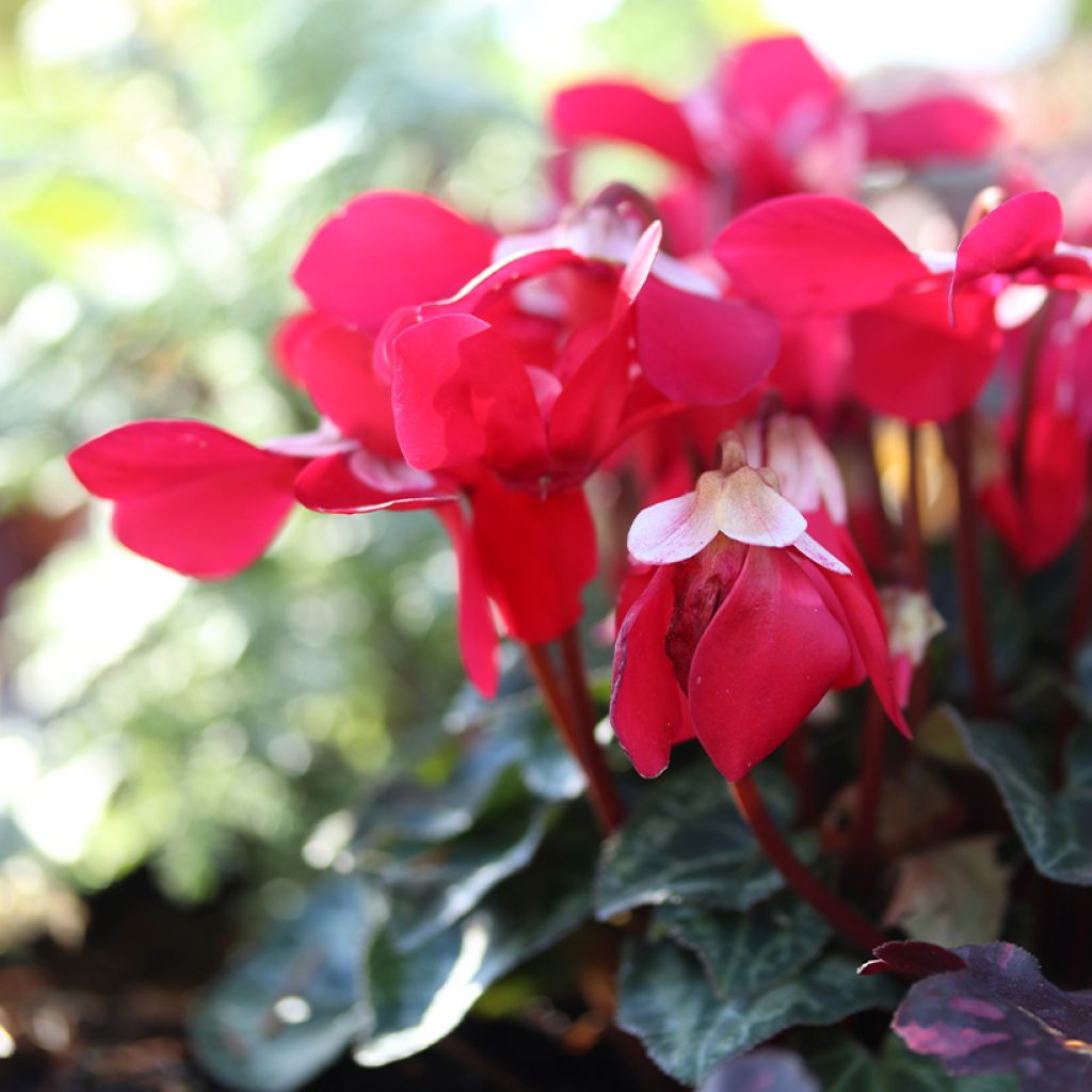 Cyclamen Mini Djix Red Wine - Cyclamen hybride F1