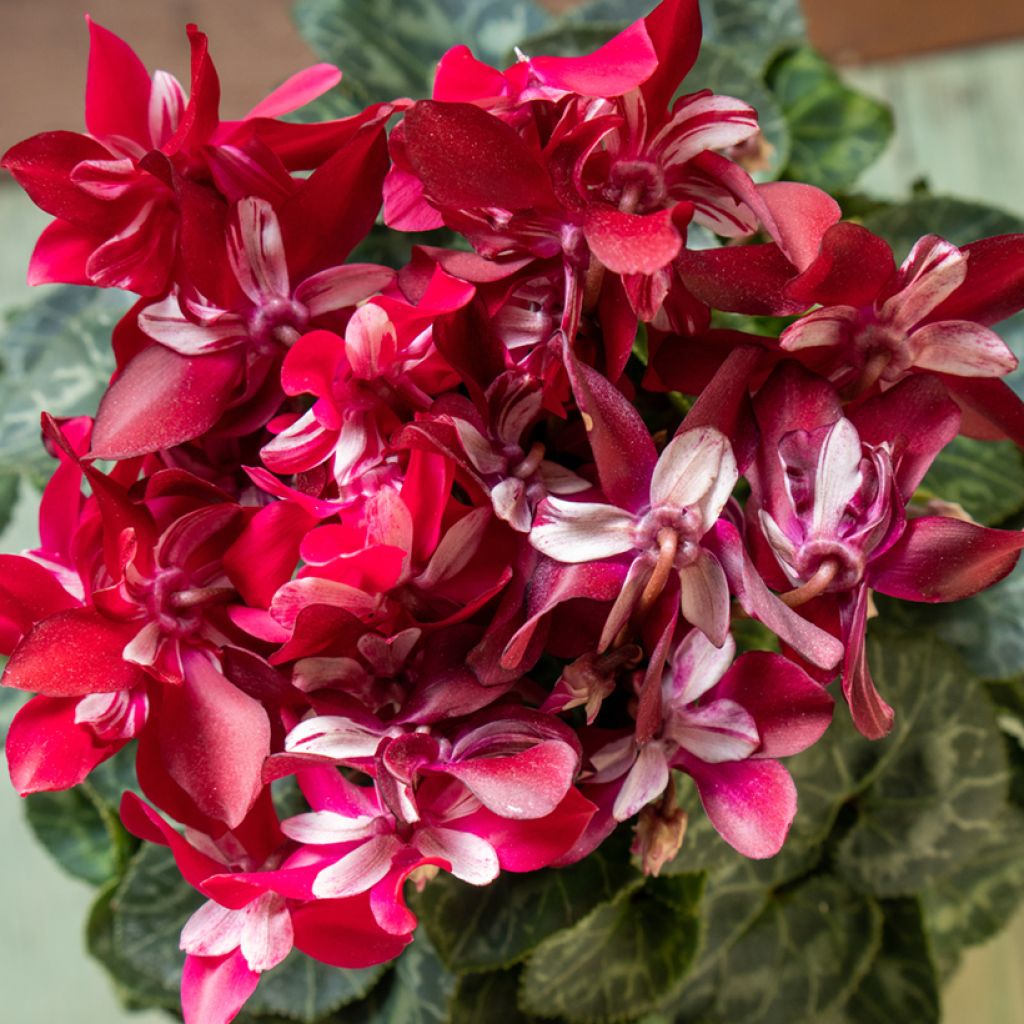 Cyclamen Mini Djix Red Wine - Cyclamen hybride F1