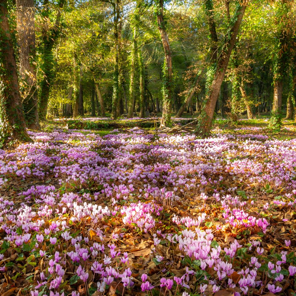 Cyclamen de Naples rose